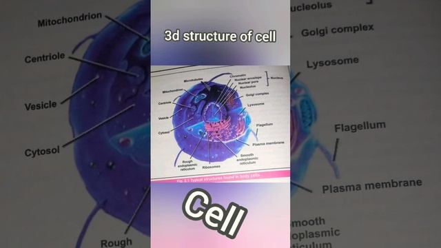 3d Structure of the cell