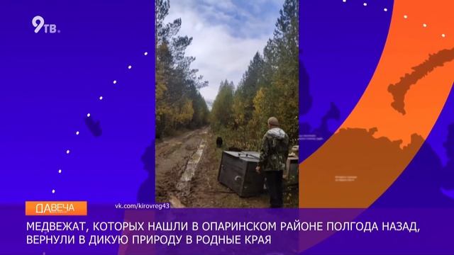 Медвежат сирот выпустили в дикую природу