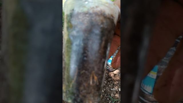 приготовление почвы для цитруса и перевалка черенкованного укоренённого лимона .Сорт лимона Мейер.