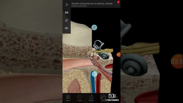 ENT 002 b External Middle Inner Ear Anatomy 3D model three dimension tympanic membrane malleus