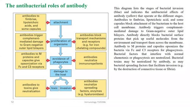 Chapter 14 Immunity to Bacteria and Fungi