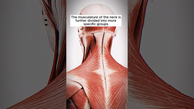 When you have neck pain, which muscle specifically? #science #facts