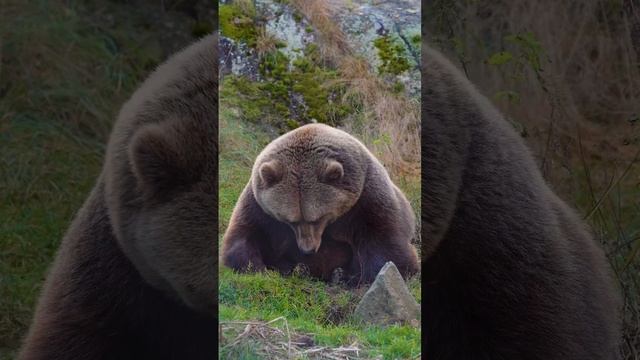 Медведь засыпает