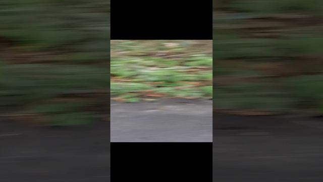 VID_20241112_163142.mp4