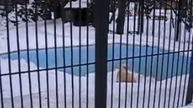 Шилка именинница..11 декабря 2014 г
