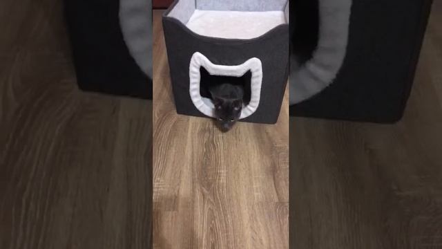 #серви #хвостатыесоседи #всемкота