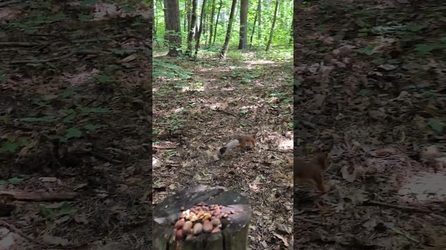 Появилась белка с чёрным хвостом #squirrel #wildlife #дикаяприрода