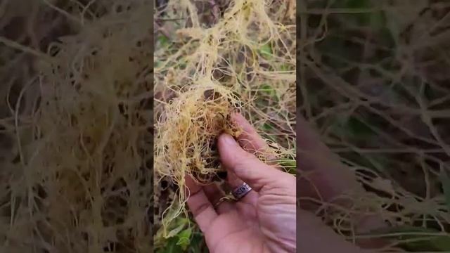Parasitic plants
