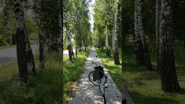240709 Красивая берёзовая аллея деревня Кондырево посёлок Замезенский улица Лесная берёзы город Орё