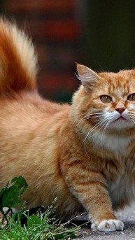 подсказка Рода