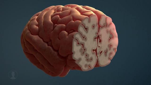 Nervensystem Teil 2 - Aufbau und Funktionsweise des Gehirns (Animation)