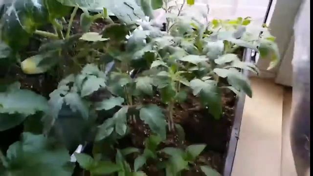 ТЕСТИРОВАНИЕ ТОМАТЫ