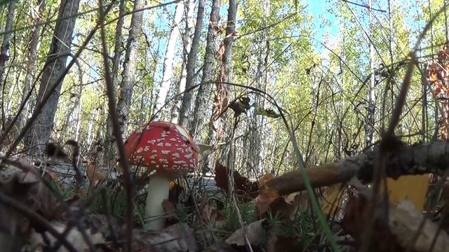 ОСЕНЬ НАСТАЛА - БЕЙ МУХОМОРЫ
