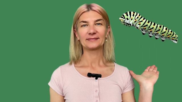Тема 28. Насекомые и паукообразные.