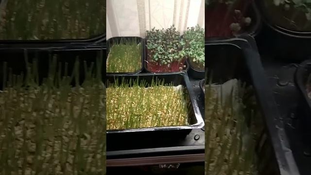 Обзор моей микрозелени