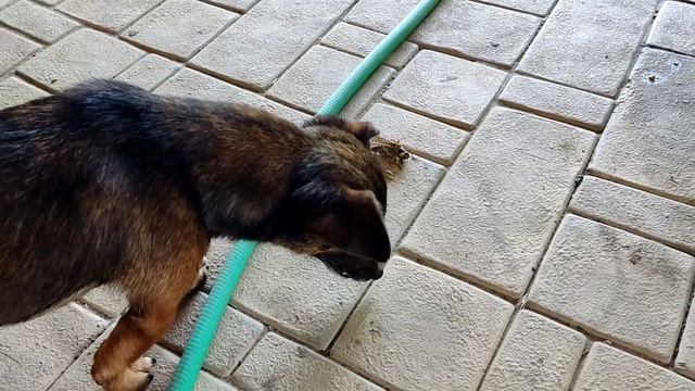 Самый опасный вредитель прилетел в огород. Сезон охоты продолжается.
