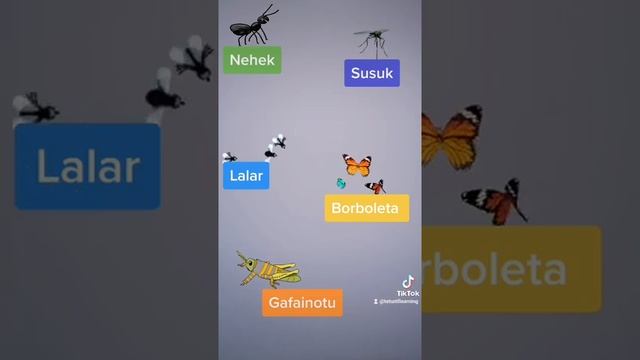 What are the names of these insects in Tetun.