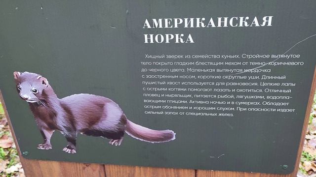 Дубровицкий лес. Пешеходная тропа.