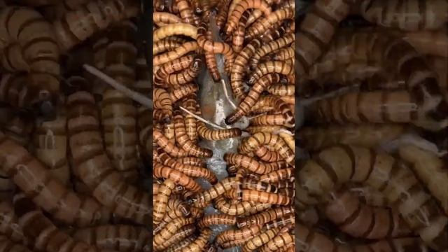 10000 Worms Eating Raw Shrimp