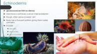 Classification: The Animal Kingdom