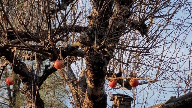Flora & Fauna Friday #wildbirds