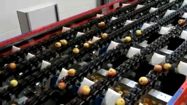 Предлагаем линии сортировки яблок от Sorter с RDS-системой транспортировки яблока