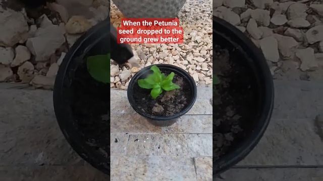 #when the Petunia seed dropped in the ground grew better#pink Petuniaflower plant#move to the pot#p