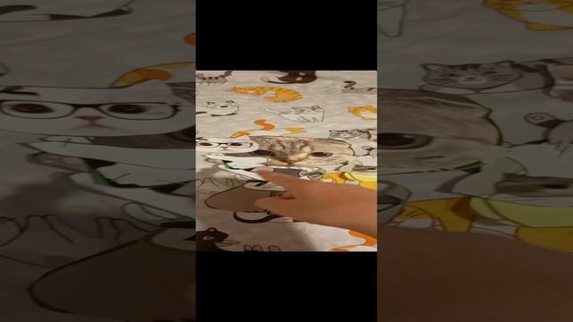 котики