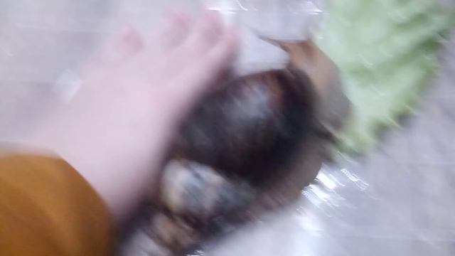 супер большая улитка 🐌😦