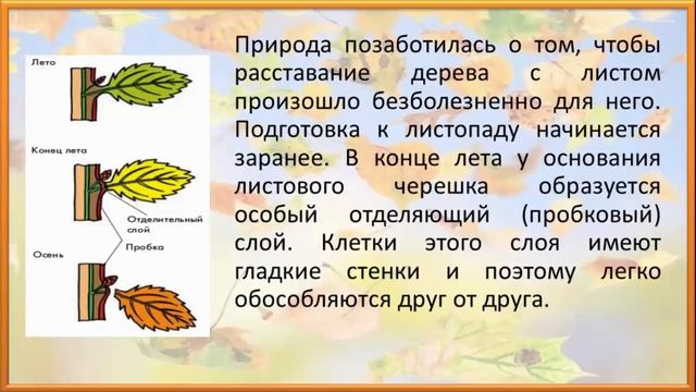 Клуб Почемучек.  Как деревья сбрасывают листья?