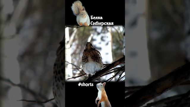 Дрозд на дереве