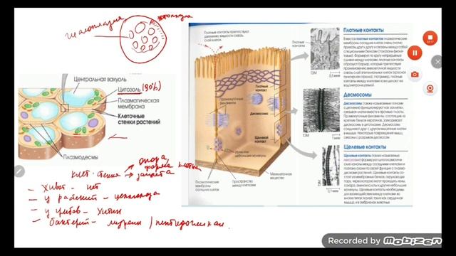 Немембранные органоиды. Клеточная стенка, цитоплазма, ядро. Клеточные включения. ЕГЭ