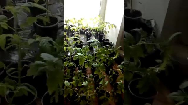 27.04.2022г.Томат, табак,тыква.