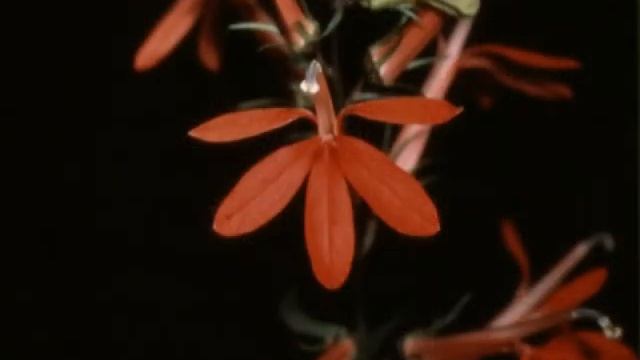 Illustrated Flora of East Texas