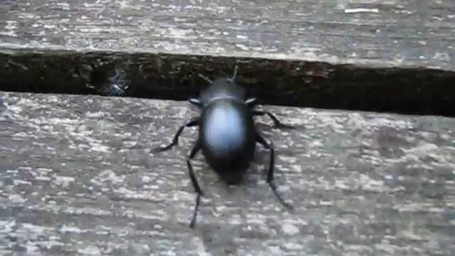 Чорний жук і прірва /  A black beetle and an abyss (Blaps sp.)