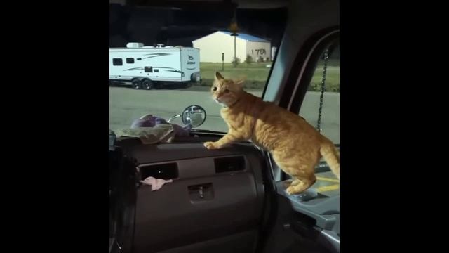 ещё одно видео про котов смешных котов Я старался озвучить не всегда попадала в тему главное смешно