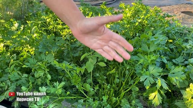 Петрушка дасть 4 врожаї за сезон якщо робити це з нею