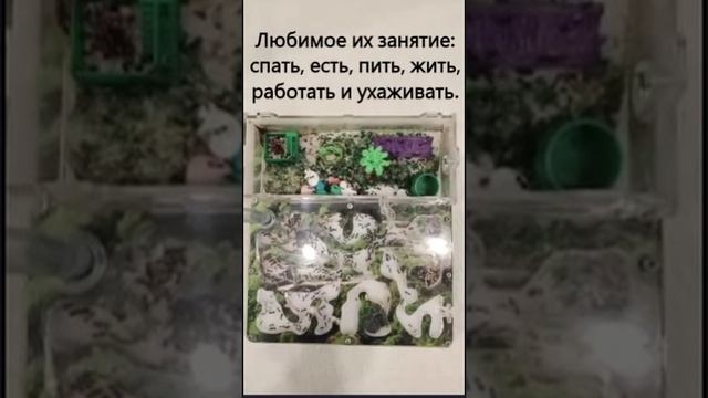 Моё домашнее животное