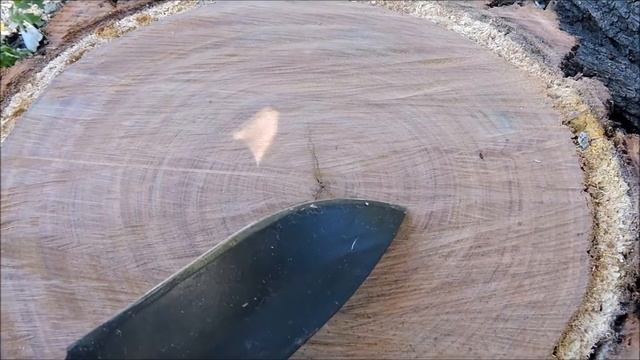 Tree, growth rings.