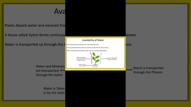 Availability of Water in Plants during Photosynthesis #learn #dhaval #youtube #learnandfun #plants