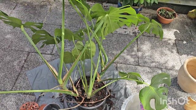 КОМНАТНЫЕ РАСТЕНИЯ ПЕРЕСАДКА МОНСТЕРЫ #влог #цветы #plants #nature #garden #