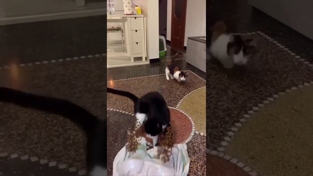 Котики спешат на ужин 🍴