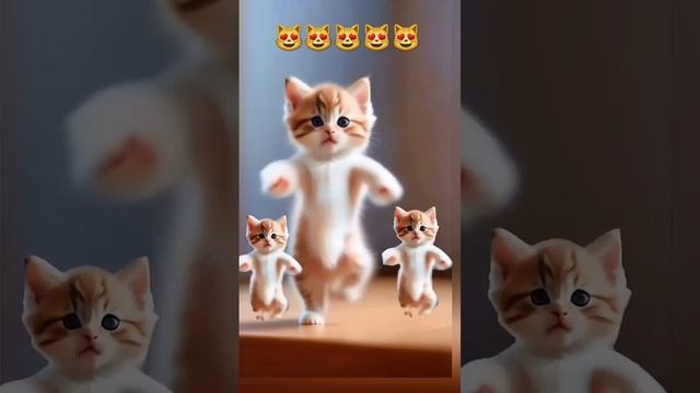 😻💃Cat videos funny dance 😻💃#cat #lovelyecats #catvideos #cute #shorts #ytshortsvideo