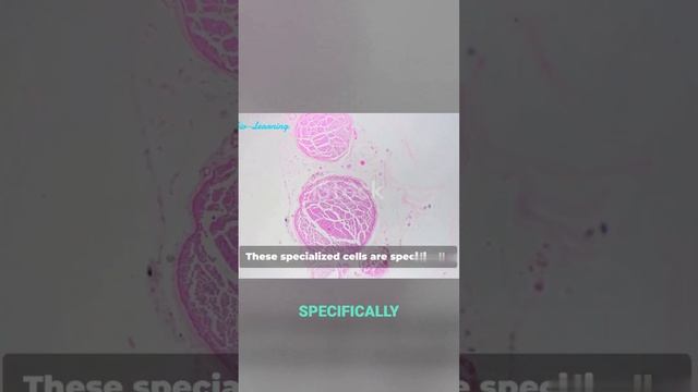 The Surprising Power of Nerve Cells.
