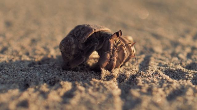 микскит-краб-отшельник,идущий по песку