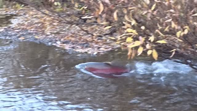 Не вся рыба - безмозглая....