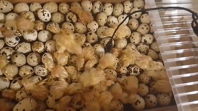 1000000935.mp4