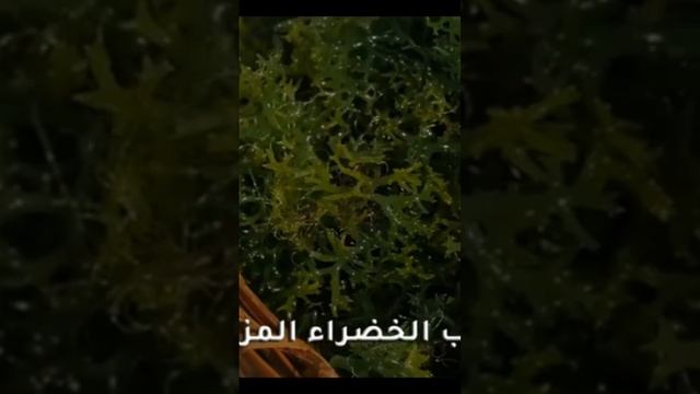 للقولون والانتفاخات والغازات