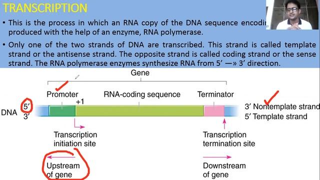 DNA Replication, Transcription & Translation