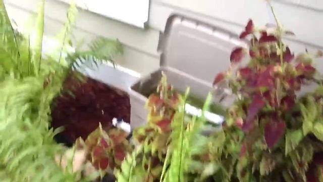 How to clear up my koi pond